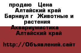 продаю › Цена ­ 800 - Алтайский край, Барнаул г. Животные и растения » Аквариумистика   . Алтайский край